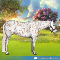 Horse Color:Chestnut Appaloosa 