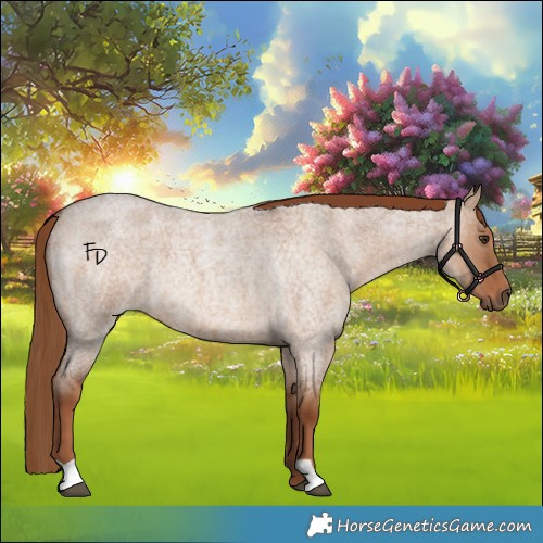 Horse Color:Red Dun Roan 