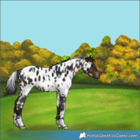 Horse Color:Gray White Spotted Brown Appaloosa 