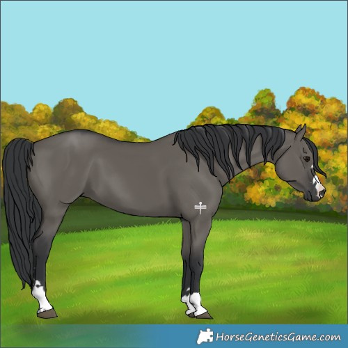 Horse Color:Grullo 
