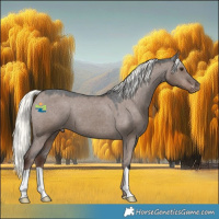 Horse Color:Liver Red Dun Mushroom Appaloosa 