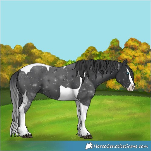 Horse Color:Black Splash Tobiano 