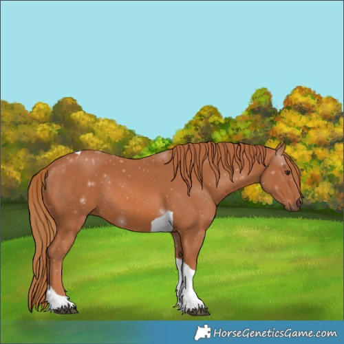 Horse Color:Chestnut Tobiano 