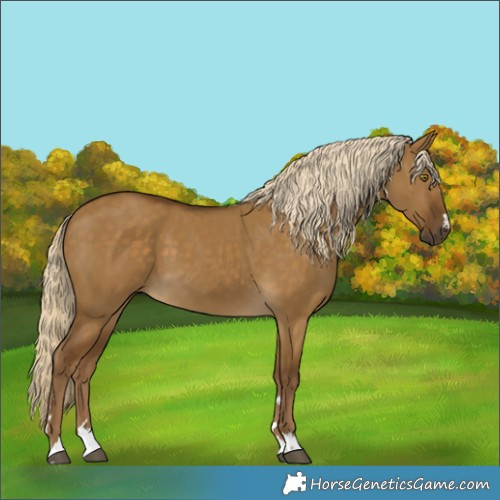 Horse Color:Chocolate Palomino Dun 