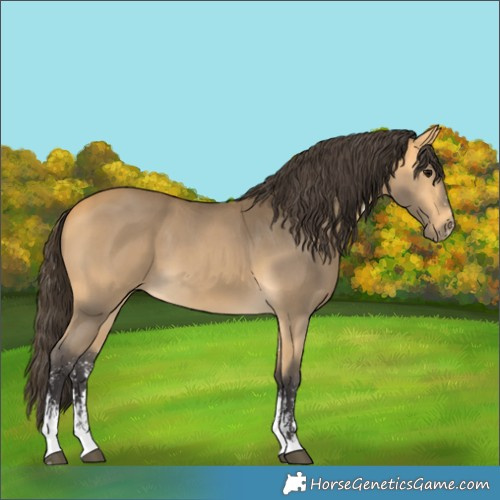 Horse Color:Buckskin Sabino
