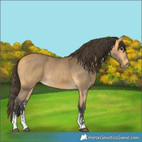 Horse Color:Buckskin Sabino