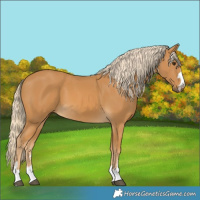 Horse Color:Palomino 