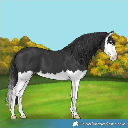 Horse Color:Black Splash 