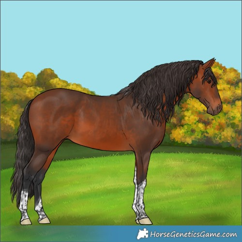 Horse Color:Bay Tobiano