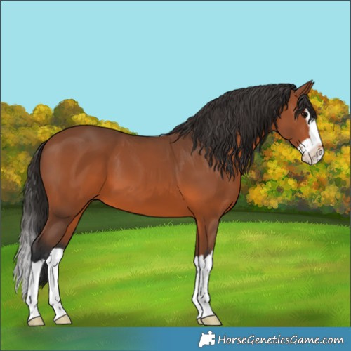 Horse Color:Bay Splash