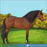 Horse Color:Bay 