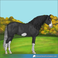 Horse Color:Black Splash Frame