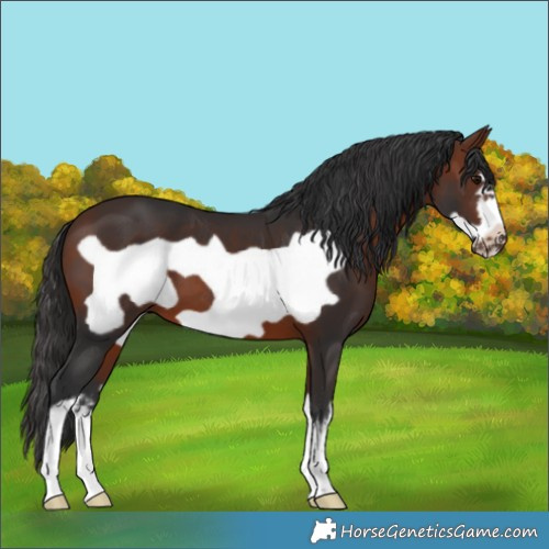 Horse Color:White Spotted Bay Frame 