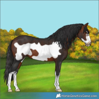Horse Color:White Spotted Bay Frame