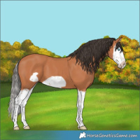 Horse Color:Bay Splash Frame 