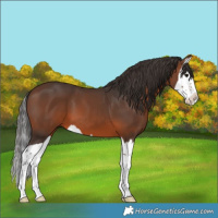 Horse Color:Brown Splash 