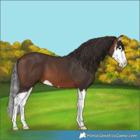 Horse Color:Brown Splash 