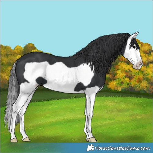 Horse Color:Black Splash Frame 
