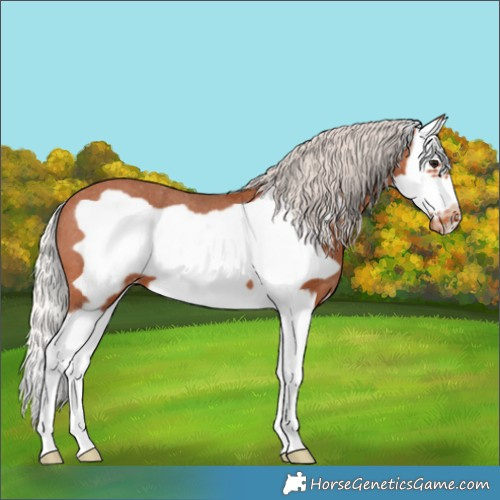 Horse Color:Silver Bay Splash Frame Appaloosa 