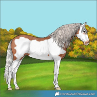 Horse Color:Silver Bay Splash Frame Appaloosa