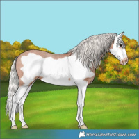 Horse Color:Silver Bay Splash Frame Varnish
