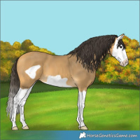 Horse Color:Buckskin Splash Frame