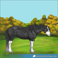 Horse Color:Black Splash 