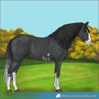Horse Color:Black Sabino Splash