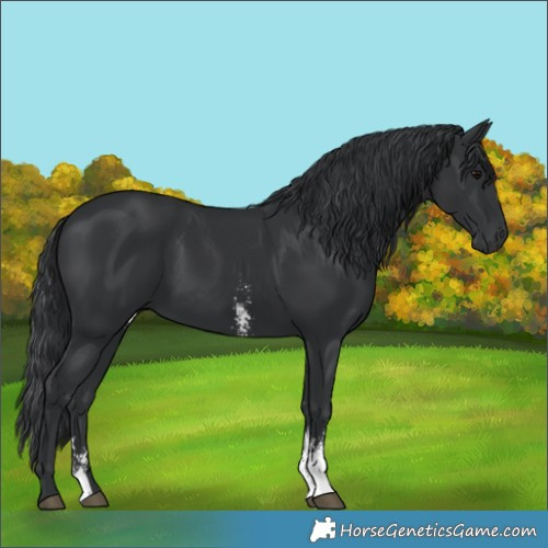 Horse Color:Black Sabino 