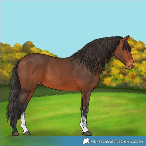 Horse Color:Bay Sabino Appaloosa 