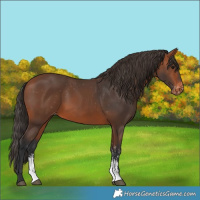 Horse Color:Bay Sabino Varnish 