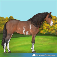 Horse Color:Bay Sabino 