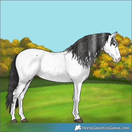 Horse Color:Black Sabino Appaloosa 