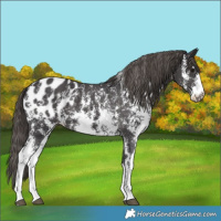 Horse Color:Smoky Black Sabino Blanket 