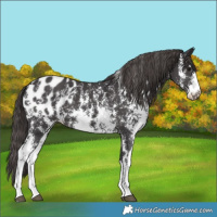 Horse Color:Smoky Black Sabino Appaloosa 