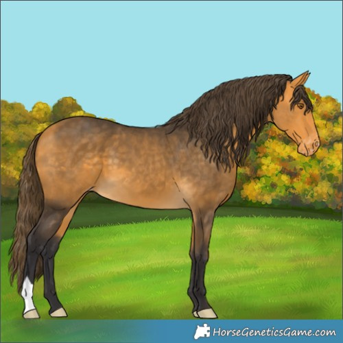 Horse Color:Buckskin Appaloosa