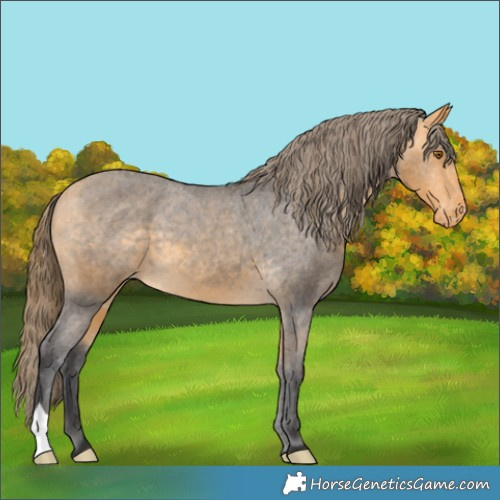 Horse Color:Buckskin Appaloosa