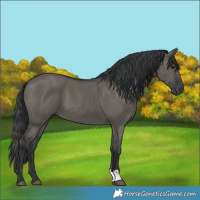 Horse Color:Grullo 
