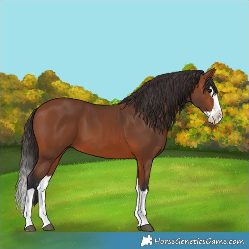 Horse Color:Bay Splash
