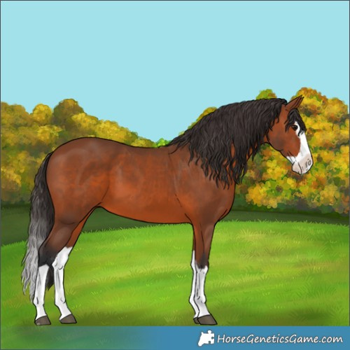 Horse Color:Bay Splash