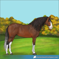 Horse Color:Bay Splash 
