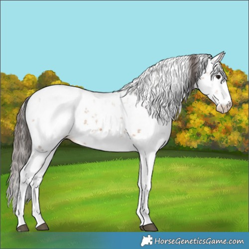 Horse Color:Bay Sabino Appaloosa 