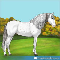 Horse Color:Bay Sabino Snowcap 