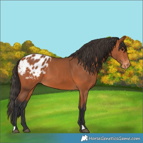 Horse Color:Bay Appaloosa 