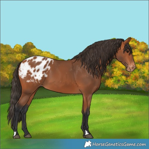 Horse Color:Bay Blanket