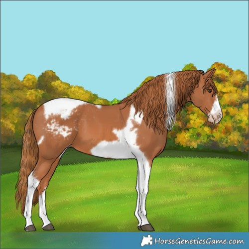 Horse Color:Chestnut Tobiano Frame Appaloosa 