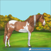 Horse Color:Chestnut Tobiano Frame Varnish 