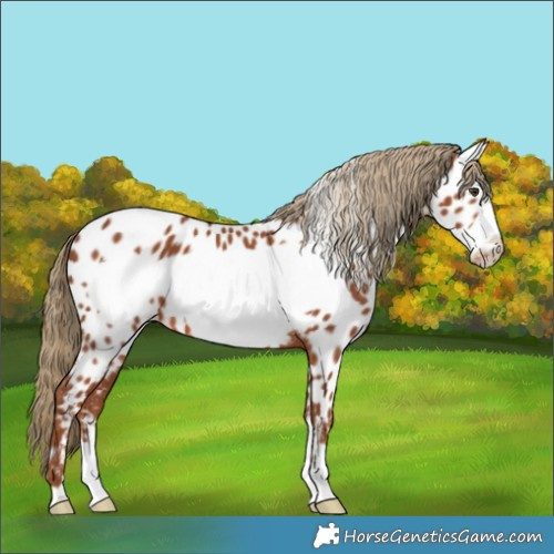 Horse Color:Chestnut Frame Appaloosa Rabicano 