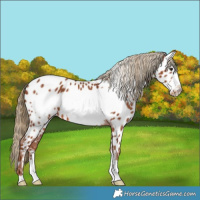 Horse Color:Chestnut Frame Near Leopard Rabicano 