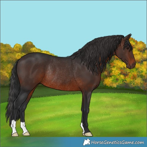 Horse Color:Brown Rabicano 
